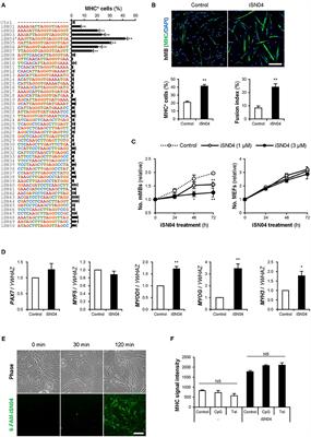 Identification of the Myogenetic Oligodeoxynucleotides (myoDNs) That Promote Differentiation of Skeletal Muscle Myoblasts by Targeting Nucleolin